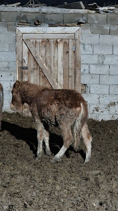 Жылқы Жылкы Жабағы Жабагы Жабағылар Жабагылар Тайшығар Тай Лошадь