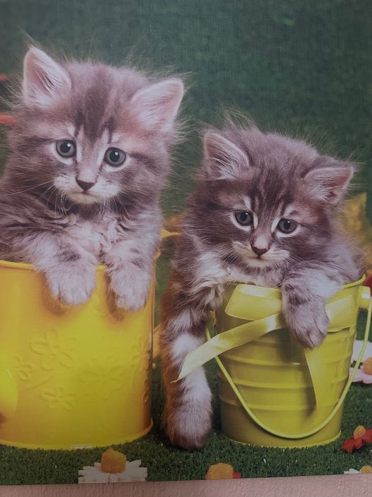 Декоративна картина - котета - 40 х 40 см