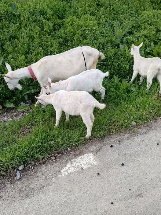 Țăpișor de vânzare
