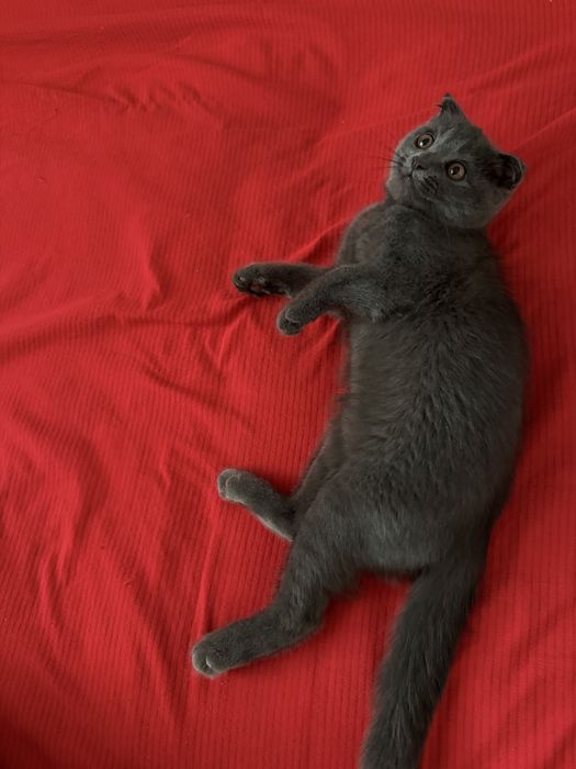 Mushukcha sotiladi toza zotli SCOTTISH FOLD
