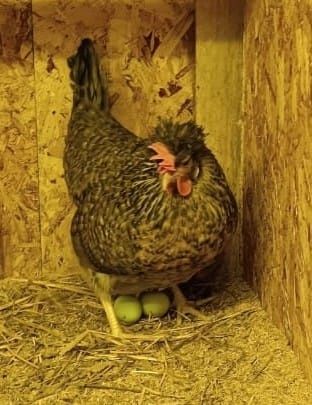 Инкубационное яйцо