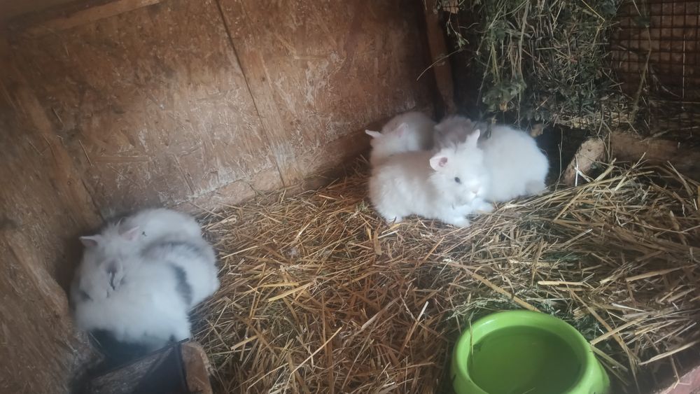 Vând masculi iepurași cap de leu rasa pura