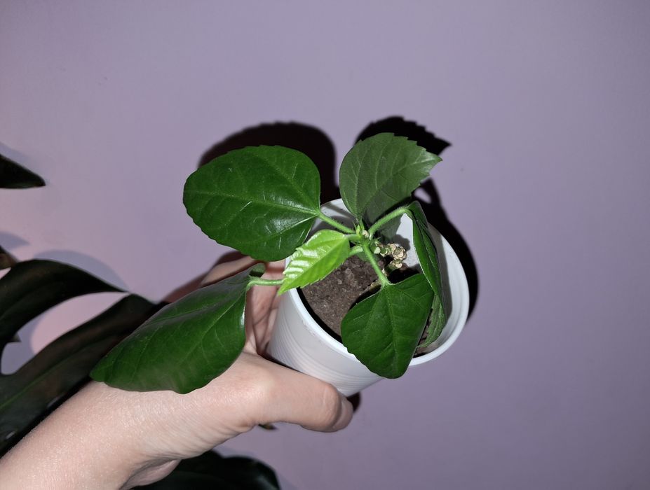 Гибискус махровый красный