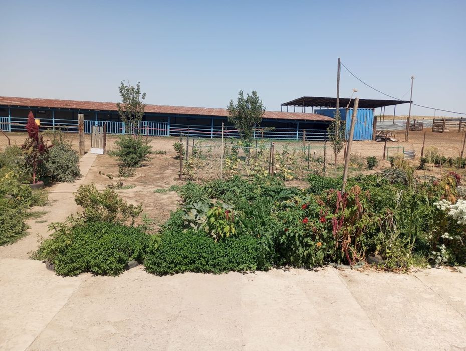 Фазенда сатамын!