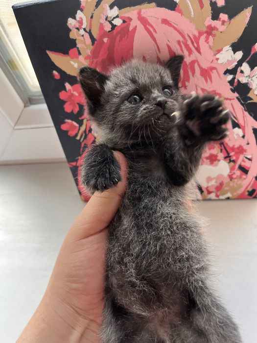 Котята породистые