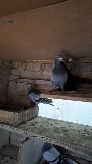 Почтовые голуби самцы