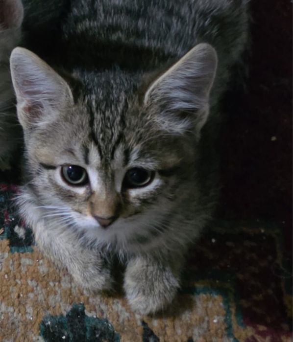 Отдам добрые руки котенка !!!