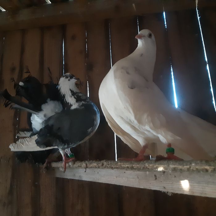 Schimb porumbei cu Perusi