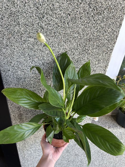 Комнатные цветы