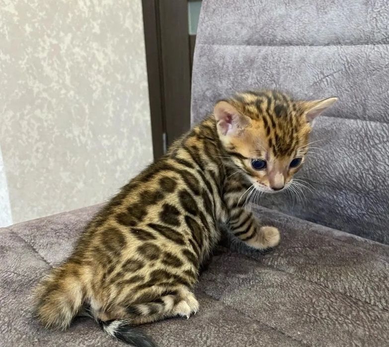 Бенгальские котята