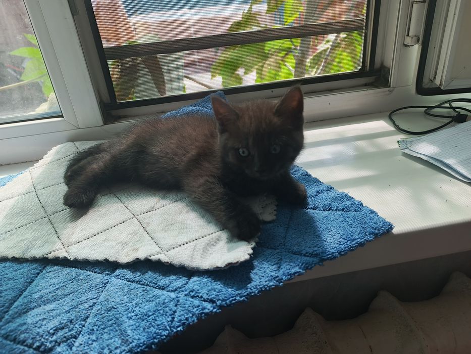 Котёнок девочка ищет дом