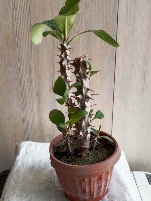 Комнатные растения