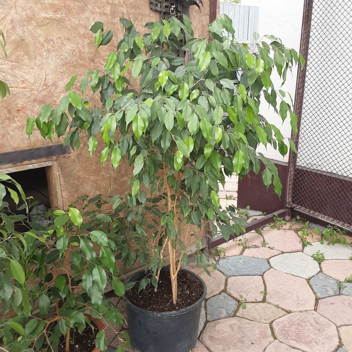 Продам Фикус Бенджамина