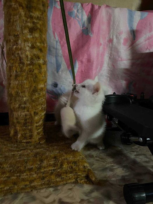 Отдаём котят в добрые руки