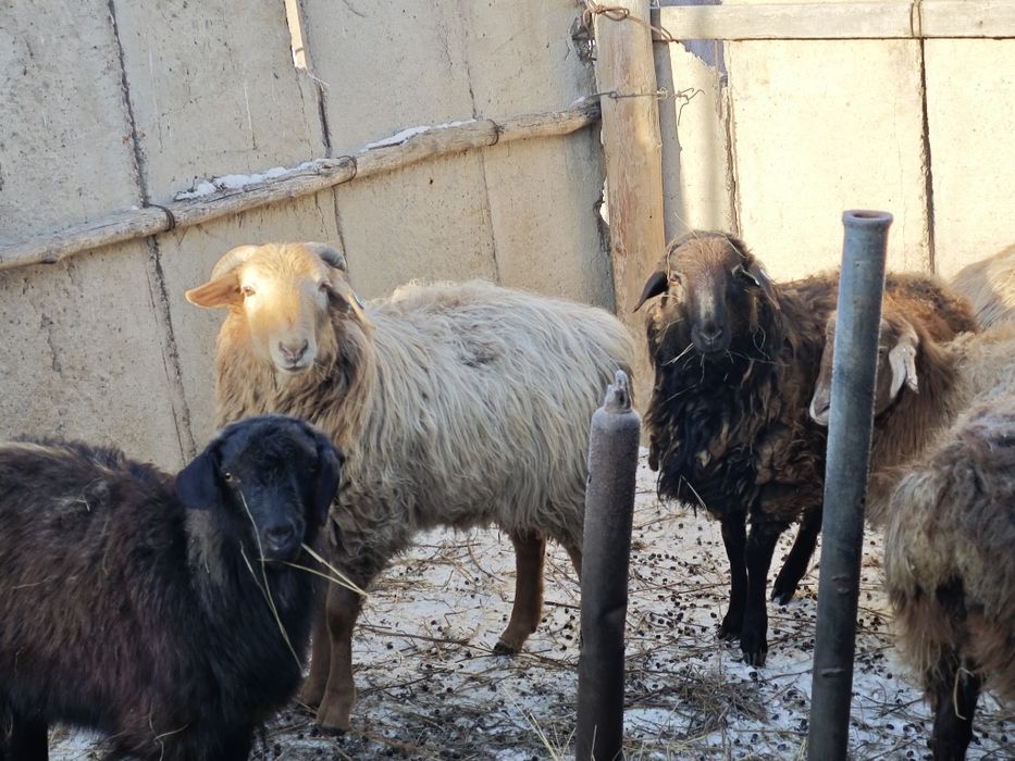 Овцы. Қойлар. Продам