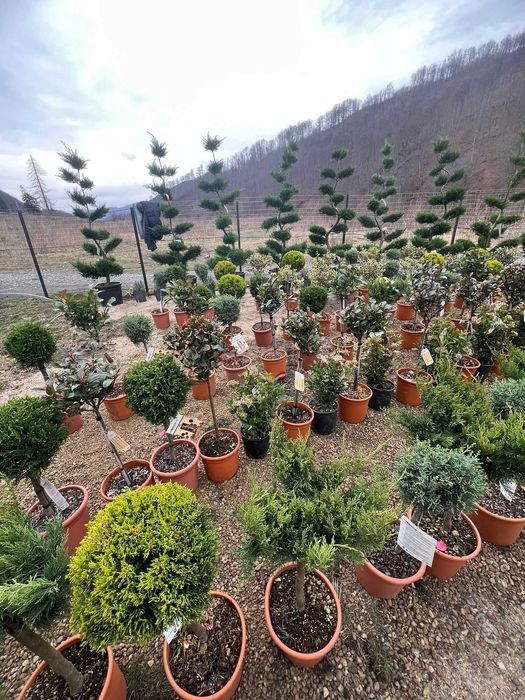 Plante pentru Gradini Amenajate Profesional