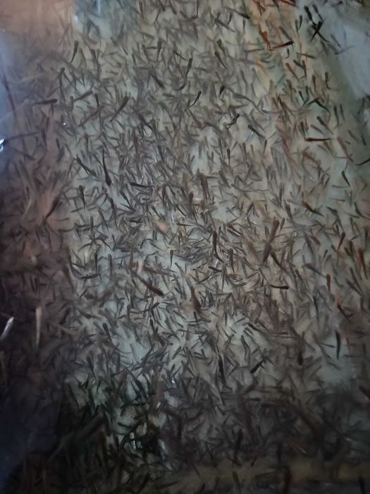 VÂND PUIET Păstrav curcubeu