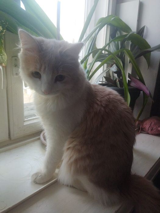 отдам даром котенка