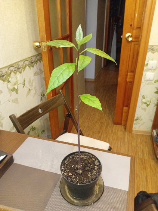Продам  авокадо  .