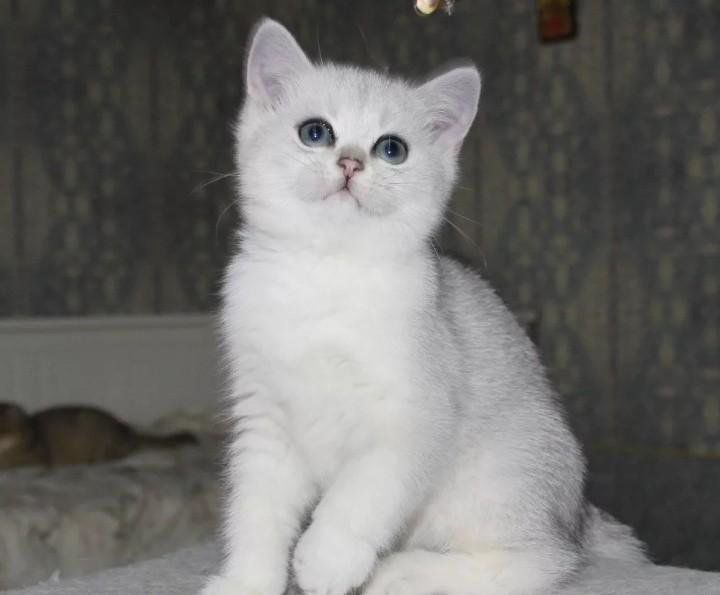 Продаётся британские котята