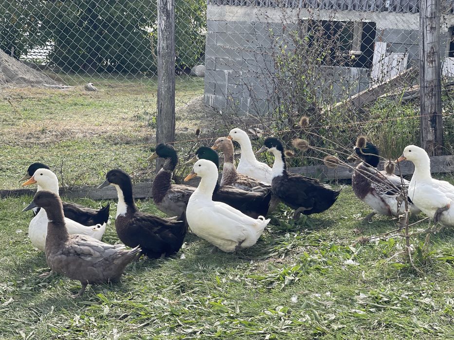 Vand rate crescute doar cu cereale si iarba verde.