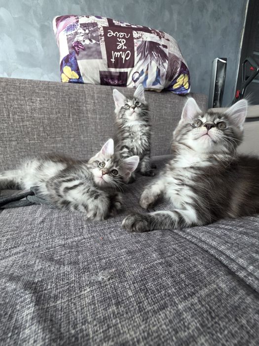 Котята. Мейн кун. Крупные