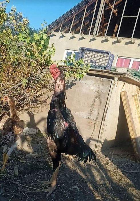 Продам дакан петушка