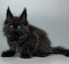 Кошка  мейн кун сотилади