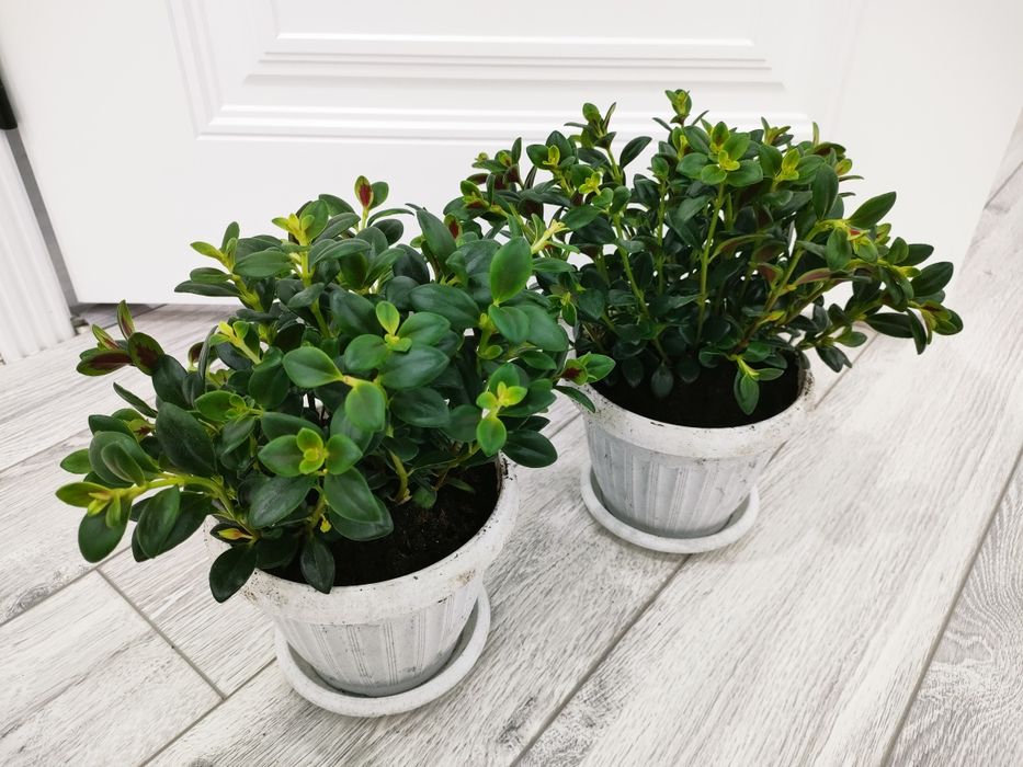 Комнатные цветы, доставка