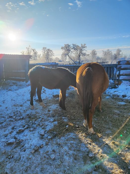 Продам лошадей, две кобылы и полторашка