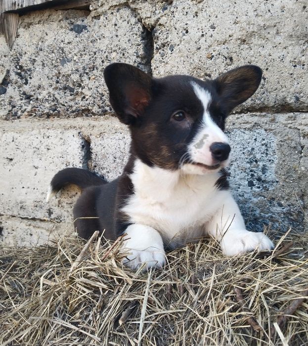 Щенки вельш корги кардиган