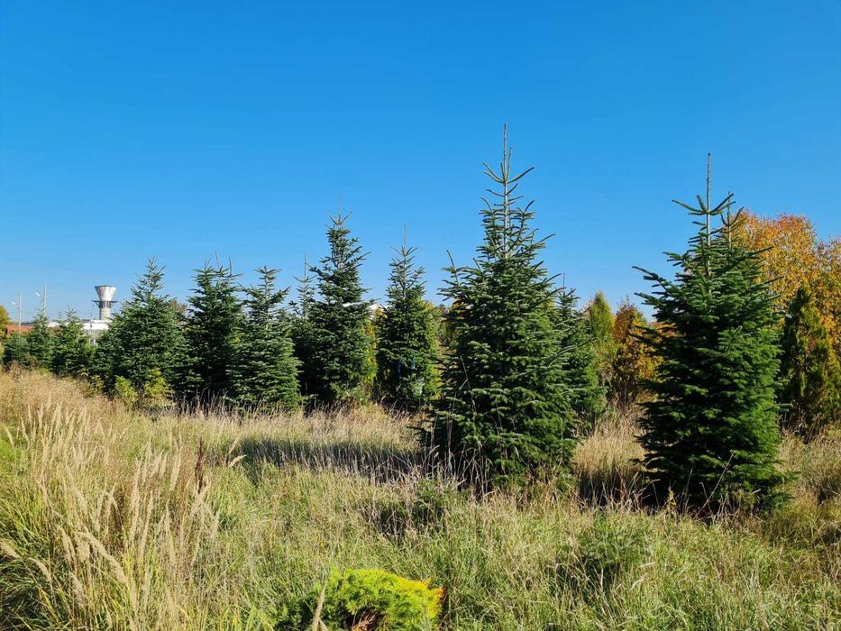 Soluții Verzi de Pepinieră – Plante Ornamentale și Montaj Rapid