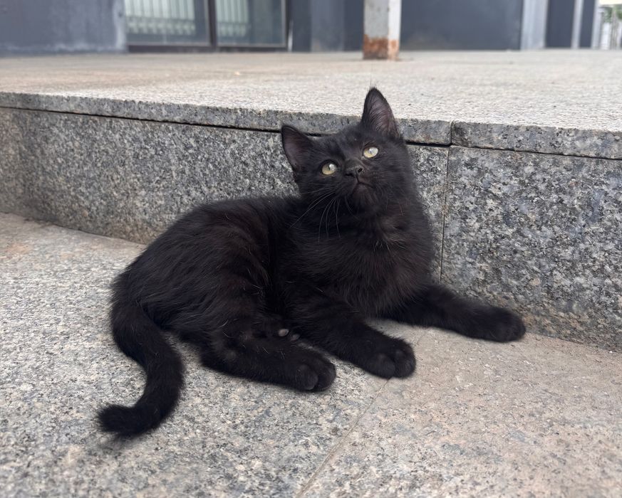 Котики и кошка черненькие