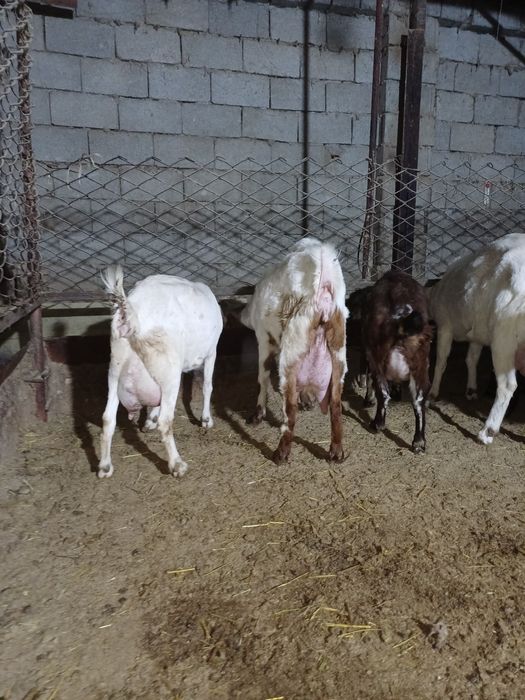 Сауынды ешкілер сатылады