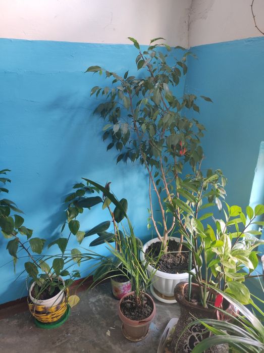 Комнатные растения