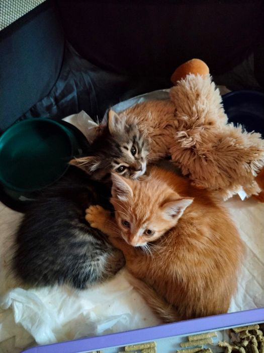 Котята пушистые мальчики