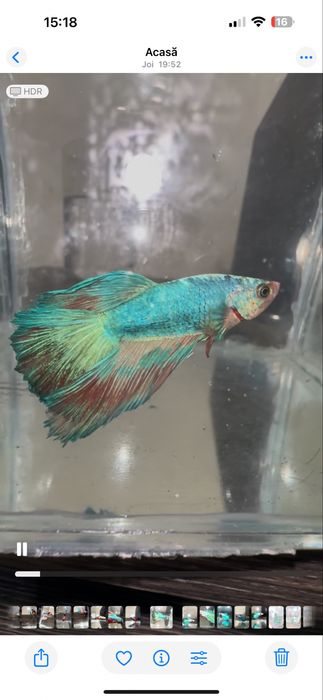 Pesti betta multicolori multiple rase . Hmpk plakat, halfmoon, veiltai ...