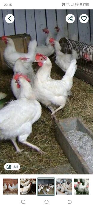 продам куриц домашних