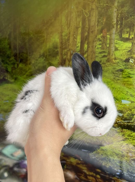 Кролики декоративные ( карликовые )