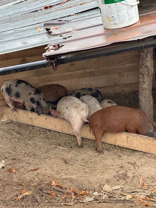 Продавам прасета