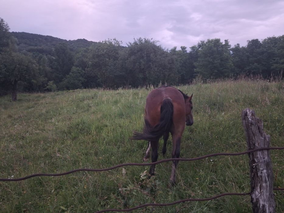 Iapă de 2 ani . Semigrea