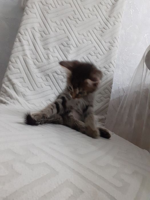 Котёнок-ДЕВОЧКА 1.5 месяца