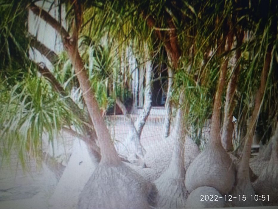 Нолина растение для интерьера