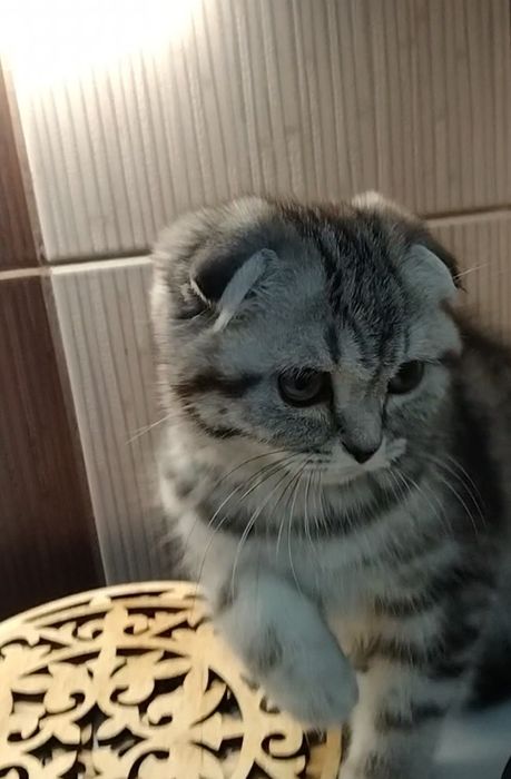 Шикарная Шотландская девочка - фолд.