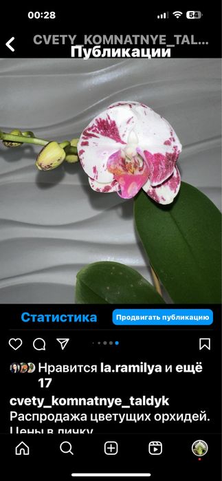 Продаю орхидеи, цветы комнатные