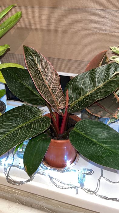 Үй гүлдері барлығы сатылады