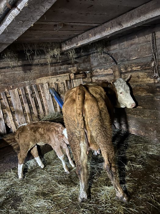 Vand junincă fătată recent cu vițel