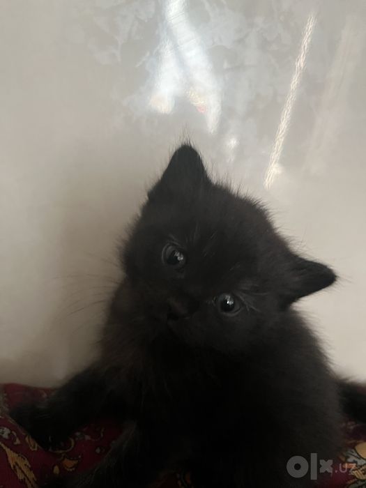 Продается котенок породыстий.