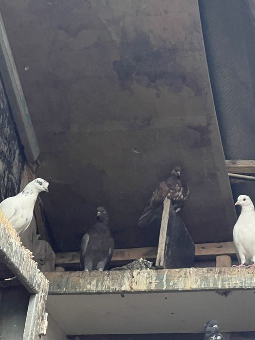 голуби хороший красивые