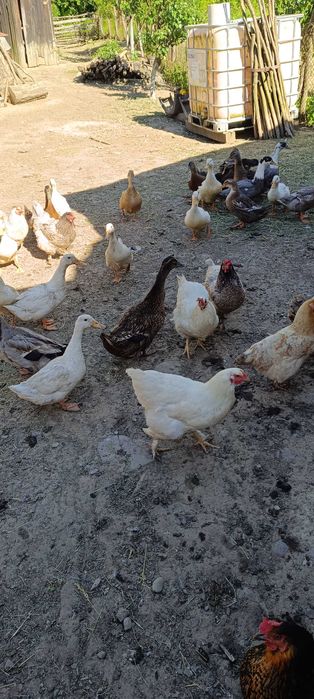 Vând Rațe și Găini crescute la curte